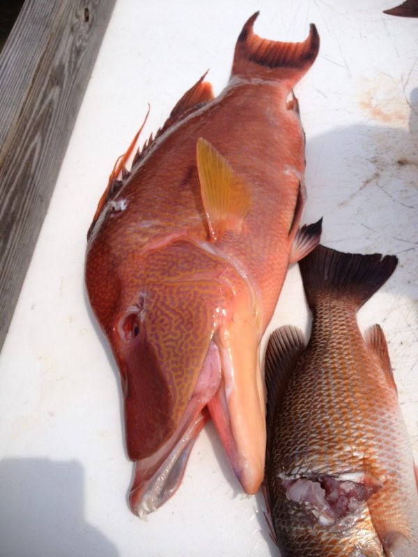 Hogfish